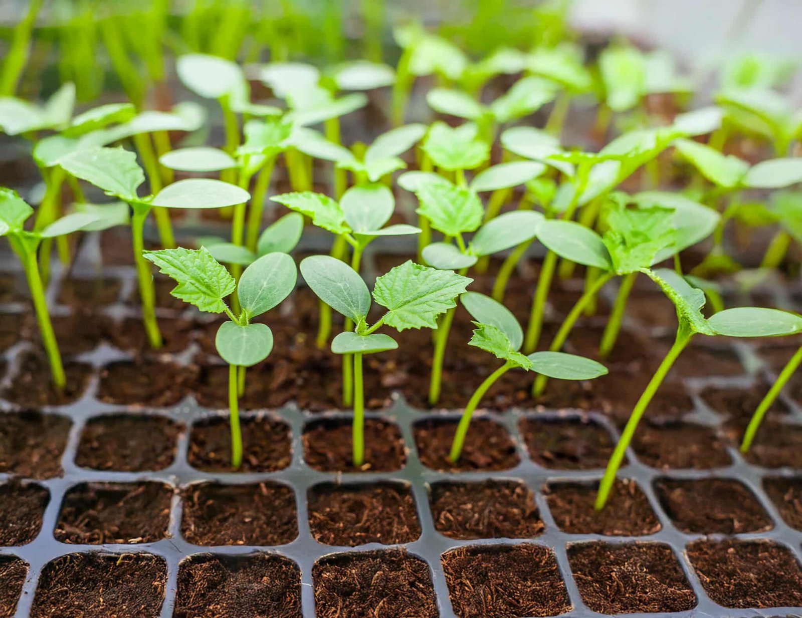 Sili panigang (magica) - Per Tray